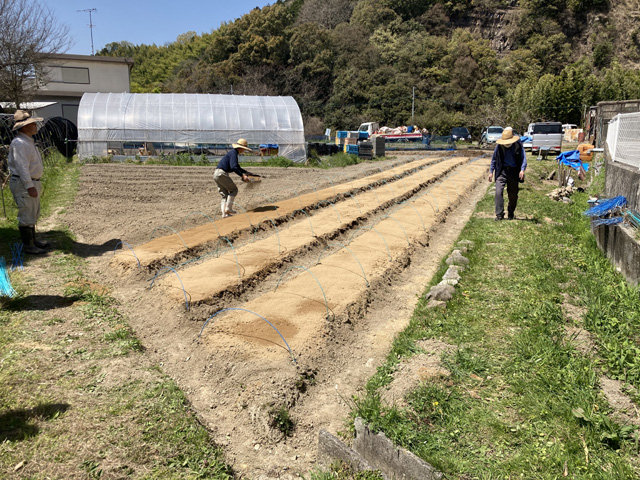 乾田苗代（作業中）全景。