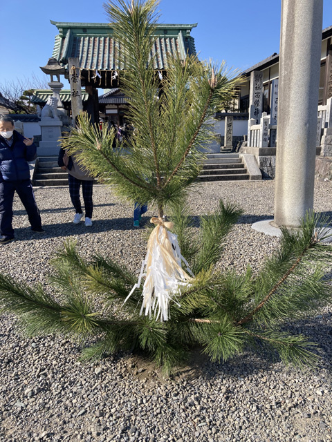 松は年神様の依り代。（精麻と紙垂とともに）