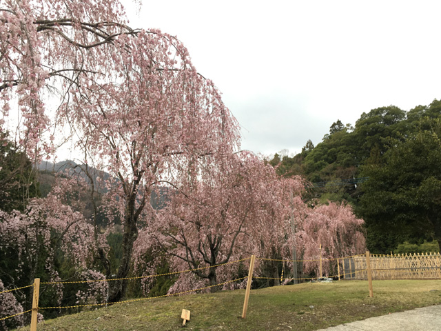 徳島・三ツ木八幡神社（神麻しめ縄奉納神事）三木家住宅のしだれ桜並木