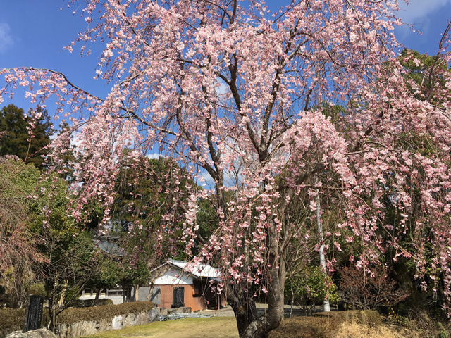 徳島・三ツ木八幡神社（神麻しめ縄奉納神事）しだれ桜