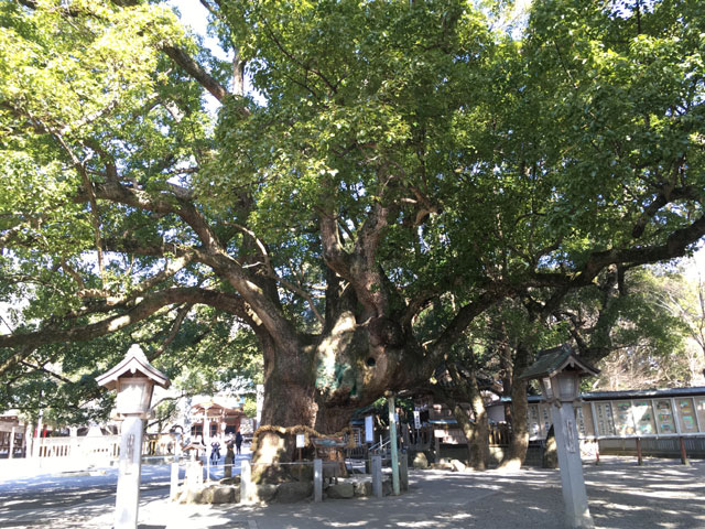 大麻比古神社境内の大楠（樹齢約1000年余り）