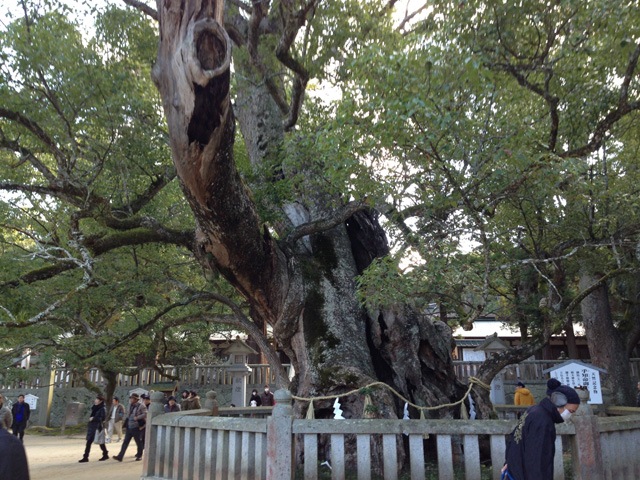 小千命お手植えの楠（樹齢2600年、大山祇神社）