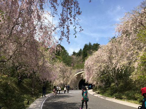 しだれ桜（MIHO MUSEUM）